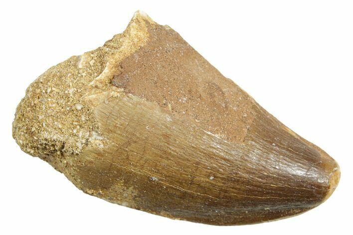 Fossil Mosasaur (Thalassotitan) Tooth #364056